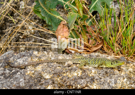 ocellated Eidechse, ocellated grüne Eidechse, blauäugige Eidechse, jeweled Eidechse (Timon Lepidus, Lacerta Lepida), Juvenil, Spanien, Katalonia Stockfoto