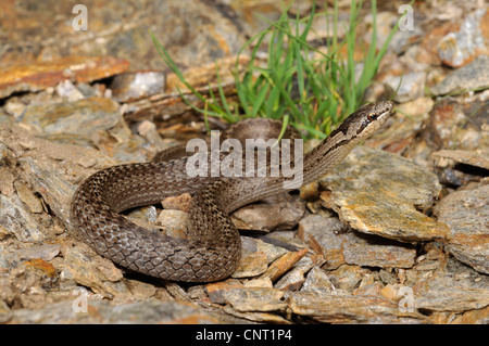 Schlingnatter (Coronella Austriaca Acutirostris), westliche Subspieces, Portugal Stockfoto