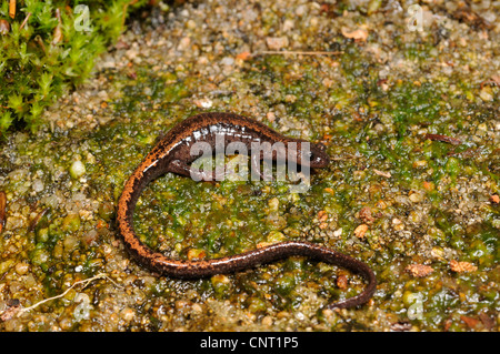 Golden-gestreiften Salamander, Gold-gestreiften Salamander (Chioglossa Lusitanica), auf nassem Stein, Portugal, Nationalpark Peneda Geres Stockfoto