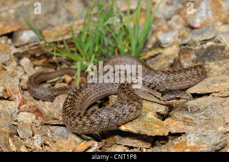 Schlingnatter (Coronella Austriaca, Coronella Austriaca Acutirostris) in Lebensraum, Portugal Stockfoto