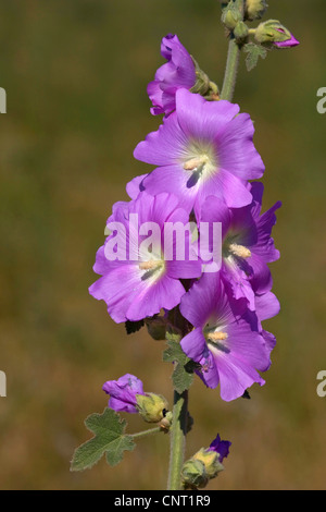 Baum-Malve, Baum Meer Malve (Lavatera Arborea), Blütenstand, Griechenland, Lesbos Stockfoto