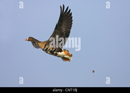 weiß – Anser Gans (Anser Albifrons), fliegen, Niederlande, Friesland Stockfoto