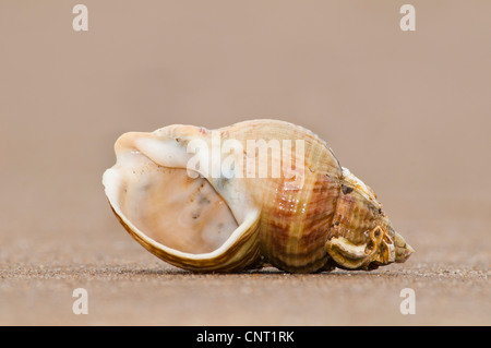 Die Schale von einer gemeinsamen Wellhornschnecke (Buccinum Undatum) liegt an einem Sandstrand am Titchwell, Norfolk. Februar. Stockfoto