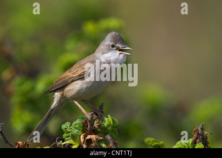 Whitethroat (Sylvia Communis), singt, Niederlande, Texel Stockfoto