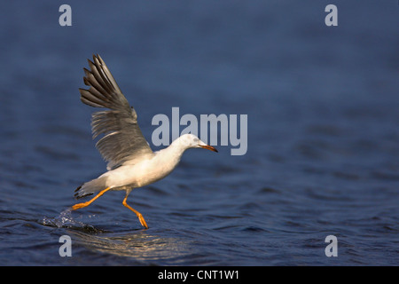 schlank-billed Gull (Larus Genei), juvenile abheben von der Wasseroberfläche, Frankreich, Camargue Stockfoto
