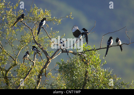 Schwarz-billed Elster (Pica Pica), Arbeitsgruppe Baum, Griechenland, Kerkinisee Stockfoto