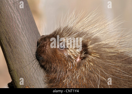 Urson (Erethizon Dorsatum), portrait Stockfoto