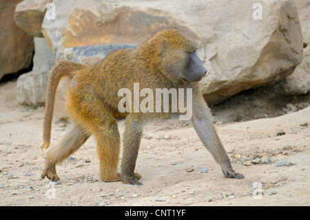 Gelbe Pavian, Savanne Pavian, Anubius Pavian, Oliven Pavian (Papio Anubis, Cynocephalus Papio Anubis), einzelne individuelle im Gehäuse Stockfoto