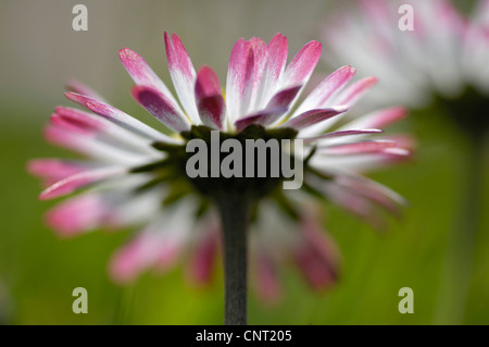 gemeinsamen Daisy, Rasen Daisy, englische Gänseblümchen (Bellis Perennis), Blume, Deutschland, Nordrhein-Westfalen Stockfoto