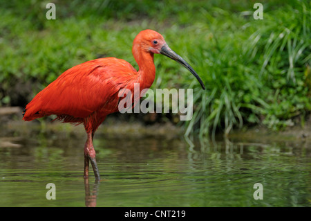 Scarlet Ibis (Eudocimus Ruber), im flachen Wasser Stockfoto