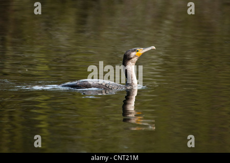 Ein Erwachsener Kormoran (Phalacrocorax Carbo) Schwimmen im Nord See in Sevenoaks Wildlife Reserve, Kent. März. Stockfoto