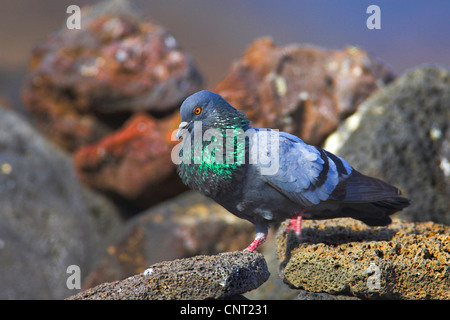 wilde Felsen-Taube (Columba Livia), Männlich, Kanarische Inseln, Lanzarote Stockfoto