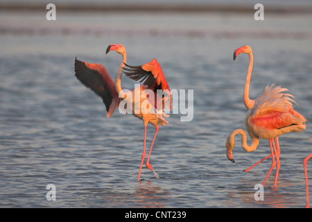 Rosaflamingo (Phoenicopterus Roseus, Phoenicopterus Ruber Roseus), drei Personen im Abendlicht, Frankreich, Camargue Stockfoto