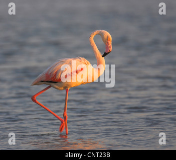 Rosaflamingo (Phoenicopterus Roseus, Phoenicopterus Ruber Roseus), im Abendlicht, Frankreich, Camargue Stockfoto