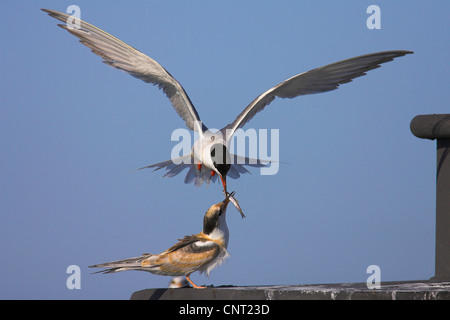 Seeschwalbe (Sterna Hirundo), ernährt sich Erwachsene Küken, Niederlande, Friesland Stockfoto