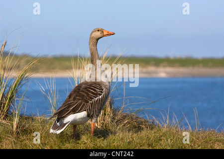 Graugans (Anser Anser), auf Düne, Niederlande, Texel Stockfoto