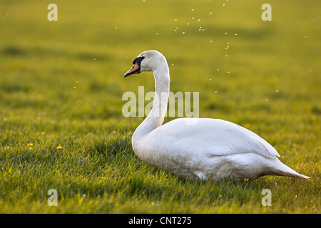 Höckerschwan (Cygnus Olor), auf Wiese mit fliegen, Niederlande Stockfoto