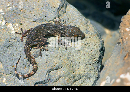 Osten Kanarischen Gecko, Wand Gecko (Tarentola Angustimentalis), auf Stein, Kanarischen Inseln, Fuerteventura Stockfoto