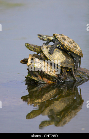 Kaspische Sumpfschildkröte (Mauremys Caspica), auf anderen Sumpfschildkröte, Emys Orbicularis, Griechenland, Lesbos Stockfoto