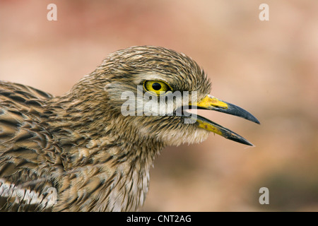 Stein-Brachvogel (Burhinus Oedicnemus), Porträt, Kanarische Inseln, Lanzarote Stockfoto