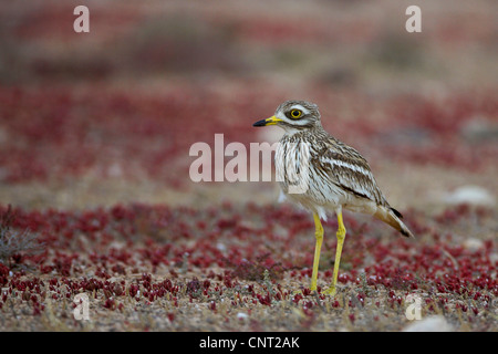 Stein-Brachvogel (Burhinus Oedicnemus), einzelne Individuum, Kanarischen Inseln, Fuerteventura Stockfoto