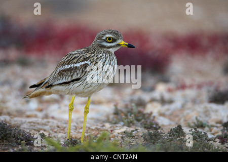 Stein-Brachvogel (Burhinus Oedicnemus), einzelne Individuum, Kanarischen Inseln, Fuerteventura Stockfoto