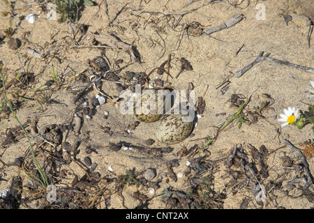 Stein-Brachvogel (Burhinus Oedicnemus), nest mit Eiern, Kanarische Inseln, Lanzarote Stockfoto