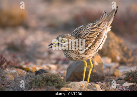 Stein-Brachvogel (Burhinus Oedicnemus), mit der Aufforderung, Kanarischen Inseln, Fuerteventura Stockfoto