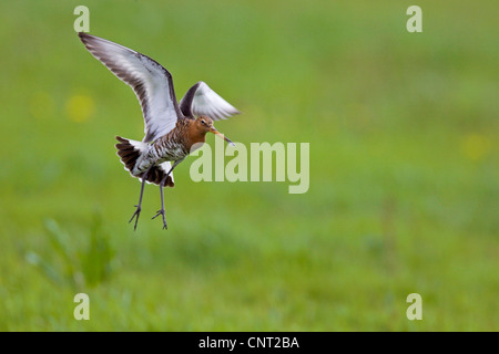 Uferschnepfe (Limosa Limosa), ausziehen, Niederlande Stockfoto