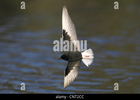 weiß-winged schwarzen Seeschwalbe (Chlidonias Leucopterus), im Flug, Griechenland, Lesbos Stockfoto