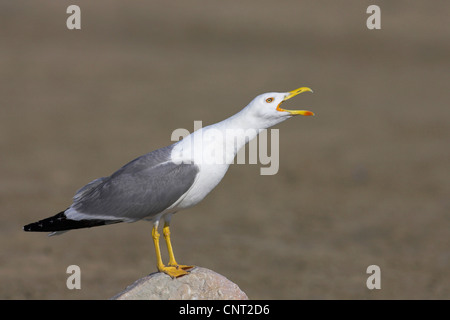 gelb-legged Möve (Larus Cachinnans), Anrufe, Frankreich, Camargue Stockfoto