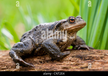 Ein Erwachsener gemeinsame Kröte (Bufo Bufo) ruht auf einem Baumstamm in Lesnes Kloster Wald, Bexley, Kent. März. Stockfoto