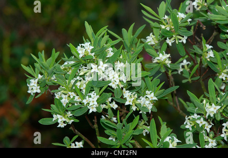 Alpine Daphne (Daphne Alpinum), blühen Stockfoto