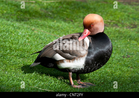 Eines erwachsenen männlichen rot-crested Tafelenten (Netta Rufina) in der Zucht Gefieder im Regents Park, London. Stockfoto