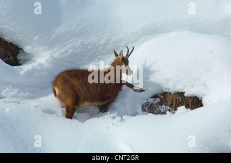 Gämse (Rupicapra Rupicapra), fernzuhalten weiblich, Nahrungssuche im Tiefschnee, Schweiz, Wallis Stockfoto