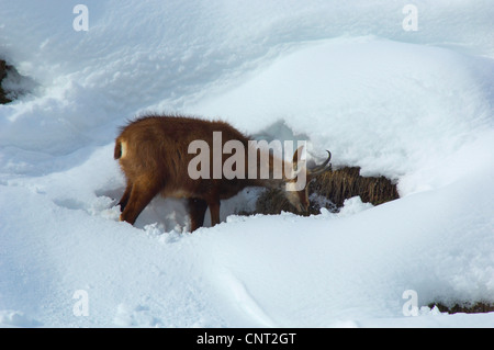 Gämse (Rupicapra Rupicapra), fernzuhalten weiblich, Nahrungssuche im Tiefschnee, Schweiz, Wallis Stockfoto