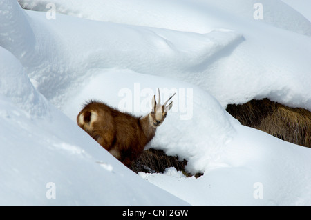 Gämse (Rupicapra Rupicapra), fernzuhalten weiblich, Nahrungssuche im Tiefschnee, Schweiz, Wallis Stockfoto