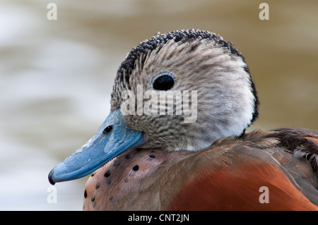 Eine Nahaufnahme auf dem Kopf eine erwachsenen männlichen beringten blaugrün (Callonetta Leucophrys) in der Zucht Gefieder, im Regents Park, London. Stockfoto