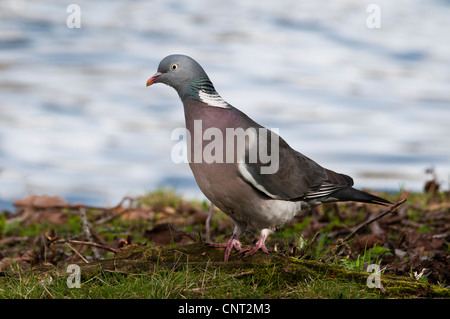 Eine Erwachsene Woodpigeon (Columba Palumbus) am Ufer der Serpentine im Hyde Park, London. April. Stockfoto