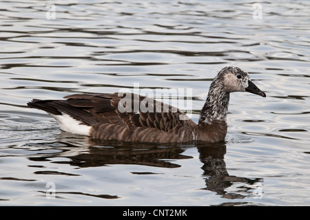 Eine Kreuzung zwischen einer Kanadagans (Branta Canadensis) und eine Graugans (Anser Anser) in der Serpentine schwimmen Stockfoto