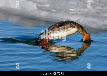 Red-breasted Prototyp (Mergus Serrator), Jagd, Japan, Hokkaido Stockfoto