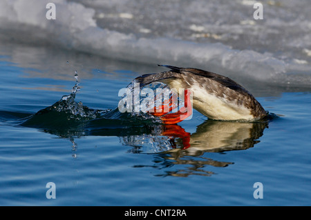 Red-breasted Prototyp (Mergus Serrator), Jagd, Japan, Hokkaido Stockfoto