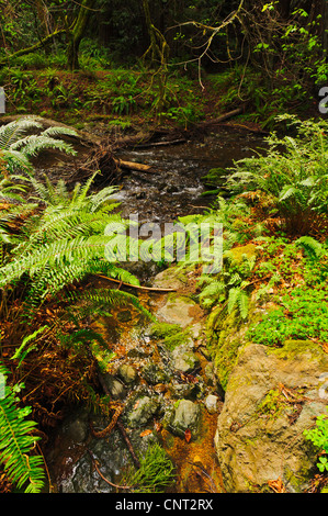 Schwert Farne, Moose und Redwood Sauerampfer (Oxalis Oregana) wachsen an einem Bach in der üppigen Unterwuchs von Muir Woods Kalifornien Stockfoto