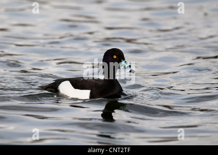 Eine Erwachsene männliche Reiherenten (Aythya Fuligula) ausgestattet mit einem nasalen Sattel, Schwimmen in der Serpentine im Hyde Park, London. Stockfoto