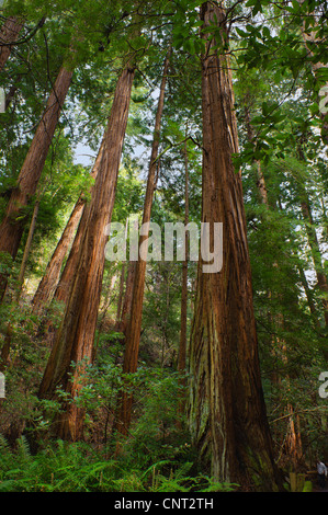 Weltweit höchsten Bäume schweben Mammutbäume Muir Woods ein Redwood Wald der Küste aka California Redwood Sequoia sempervirens Stockfoto