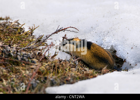 Im Winter, Norwegen Varanger Halbinsel single Norwegen Lemming (Lemmus Lemmus), individuelle Stockfoto
