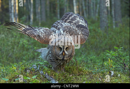 Bartkauz (Strix Nebulosa), ausziehen, Finnland Stockfoto