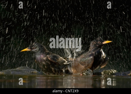 gemeinsamen Star (Sturnus Vulgaris), zwei Individuen Baden, Ungarn Stockfoto