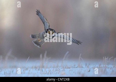 nördlichen Sperbereule (Surnia Ulula), im Flug im Winter, Finnland Stockfoto