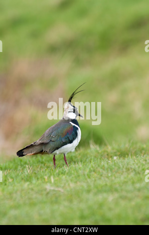 Ein Kiebitz (Vanellus Vanellus) stehend auf einem Rasen-Damm am Elmley Sümpfe National Nature Reserve auf der Isle of Sheppey Stockfoto